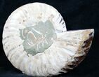 Beautiful Split Ammonite (Half) #5504-1
